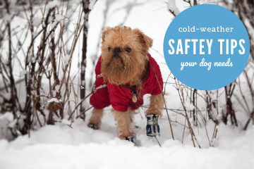 Cold Weather Safety Tips your Dog Needs to Know