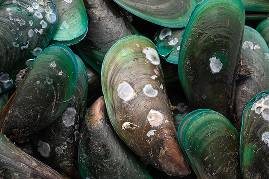 Feeding Green Lipped Mussels for Your Pet's Joint Health