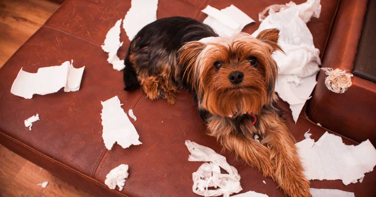 Boredom Busters for Pets