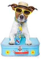 Travel Safely with Your Pet This Summer