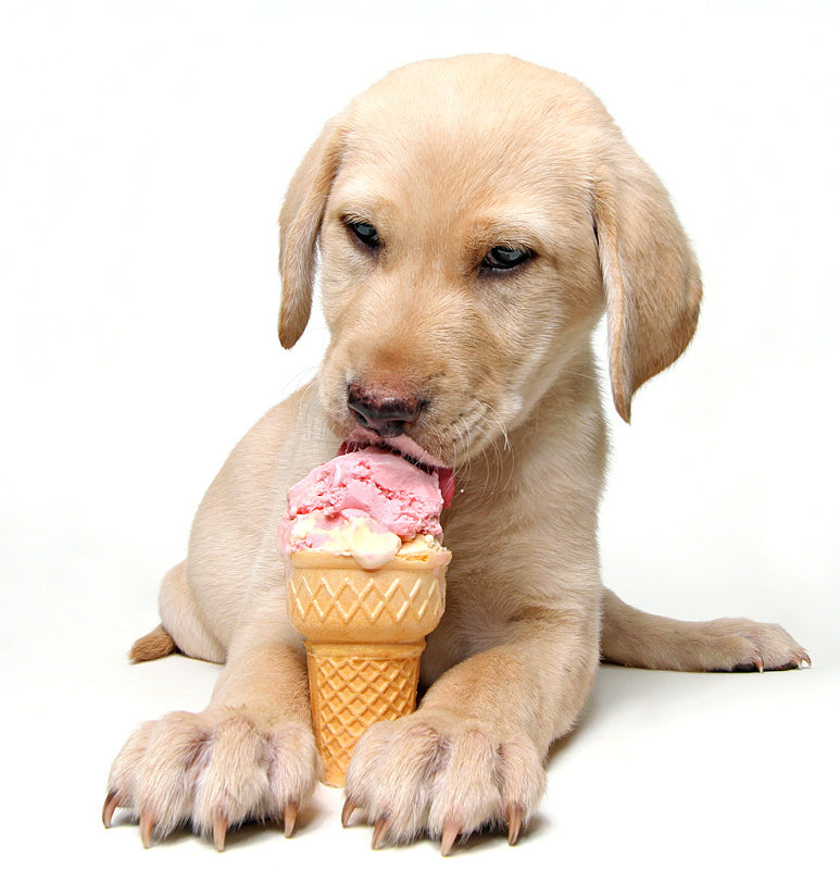 Treat Yo Pup - Dog Ice Cream Edition