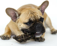 Healthy Pets Eat Raw Organ Meat