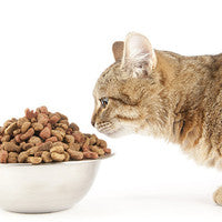 Why Your Cat Doesn't Need Grain in Her Diet