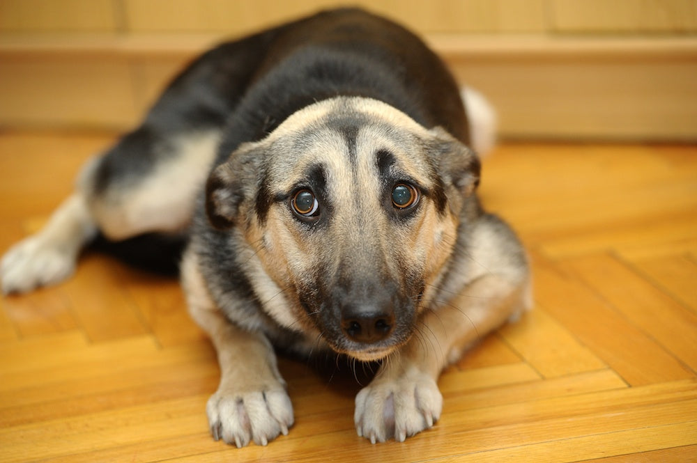 How You and Your Pet Can Stay Safe This July 4th