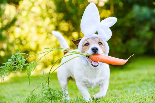 Easter Pet Tips