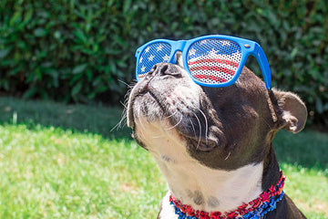 Patriotic Pooch: Kick off Summer with Fun & Safe ways to Celebrate