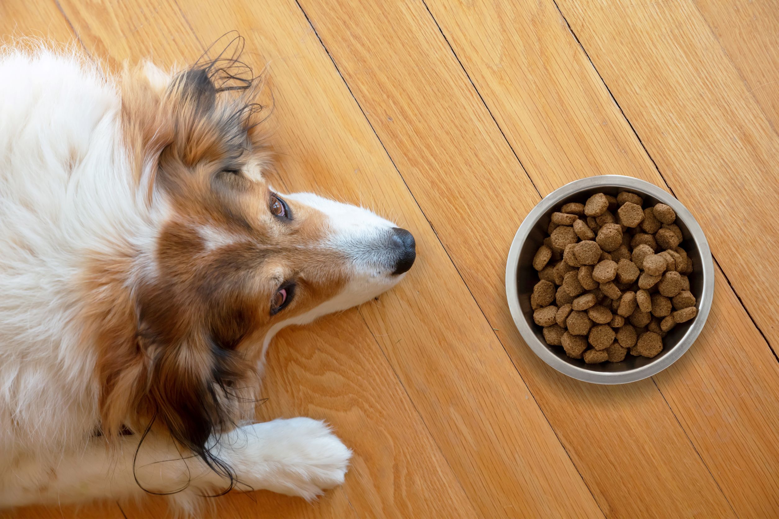 Tips for Transitioning Your Pet to a New Diet