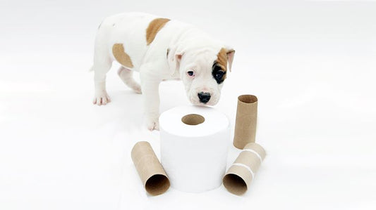 Potty Training Your Puppy Doesn't Have to Be A Nightmare!