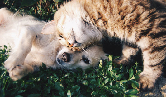 The Secret Ingredient for Happy Pets The Importance of a Balanced Diet