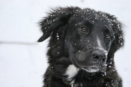 Winter Ready: Essential Tips to Prepare Your Pets for the Cold