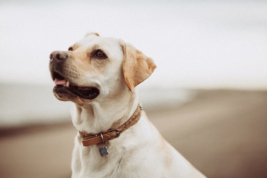 The Secret to Happy Pets: The Importance of Balanced Nutrition for Dogs and Cats