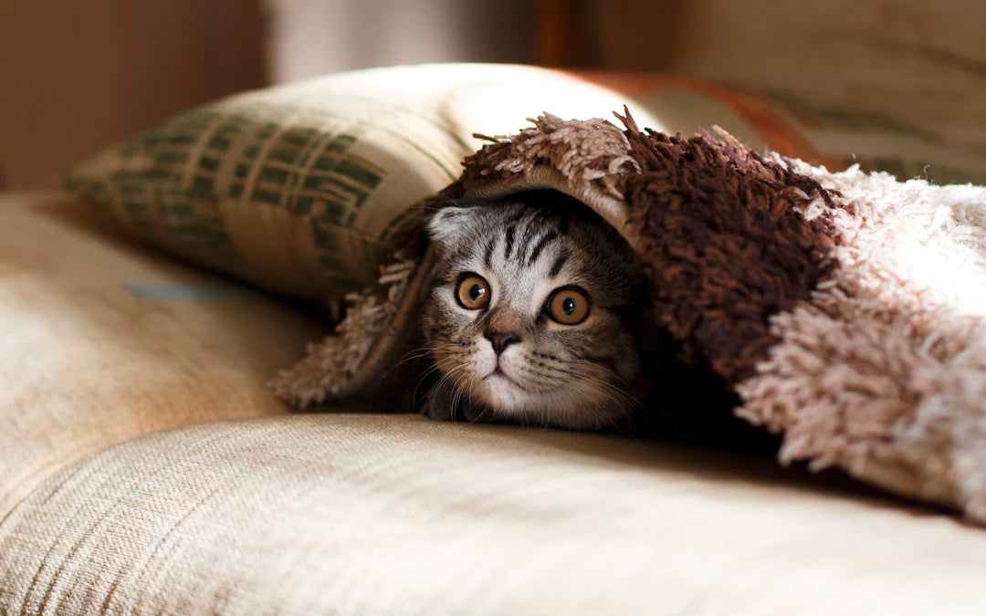 Debunking Myths About Pet Nutrition for Happy Pets