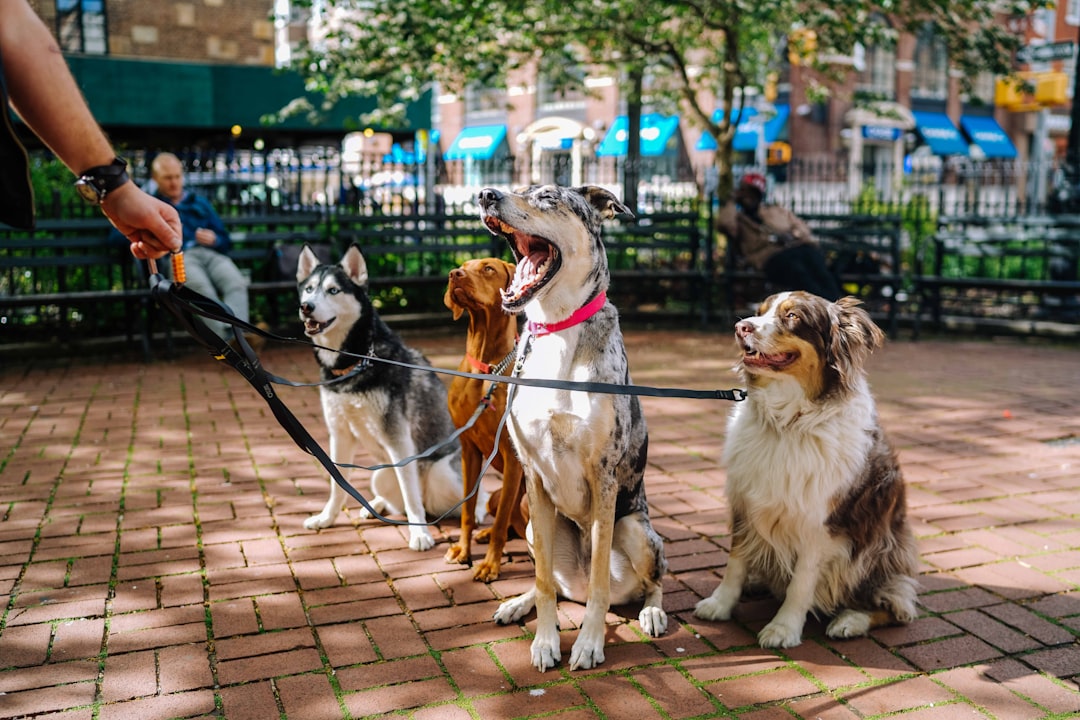 Delicious Homemade Frozen Treats Your Pets Will Love