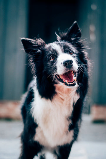 Personalizing Your Pet's Diet What You Need to Know