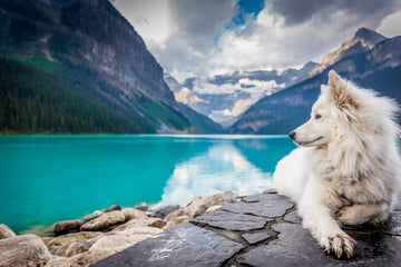 The Ultimate Guide: Best Toys for Pets to Play with Outdoors