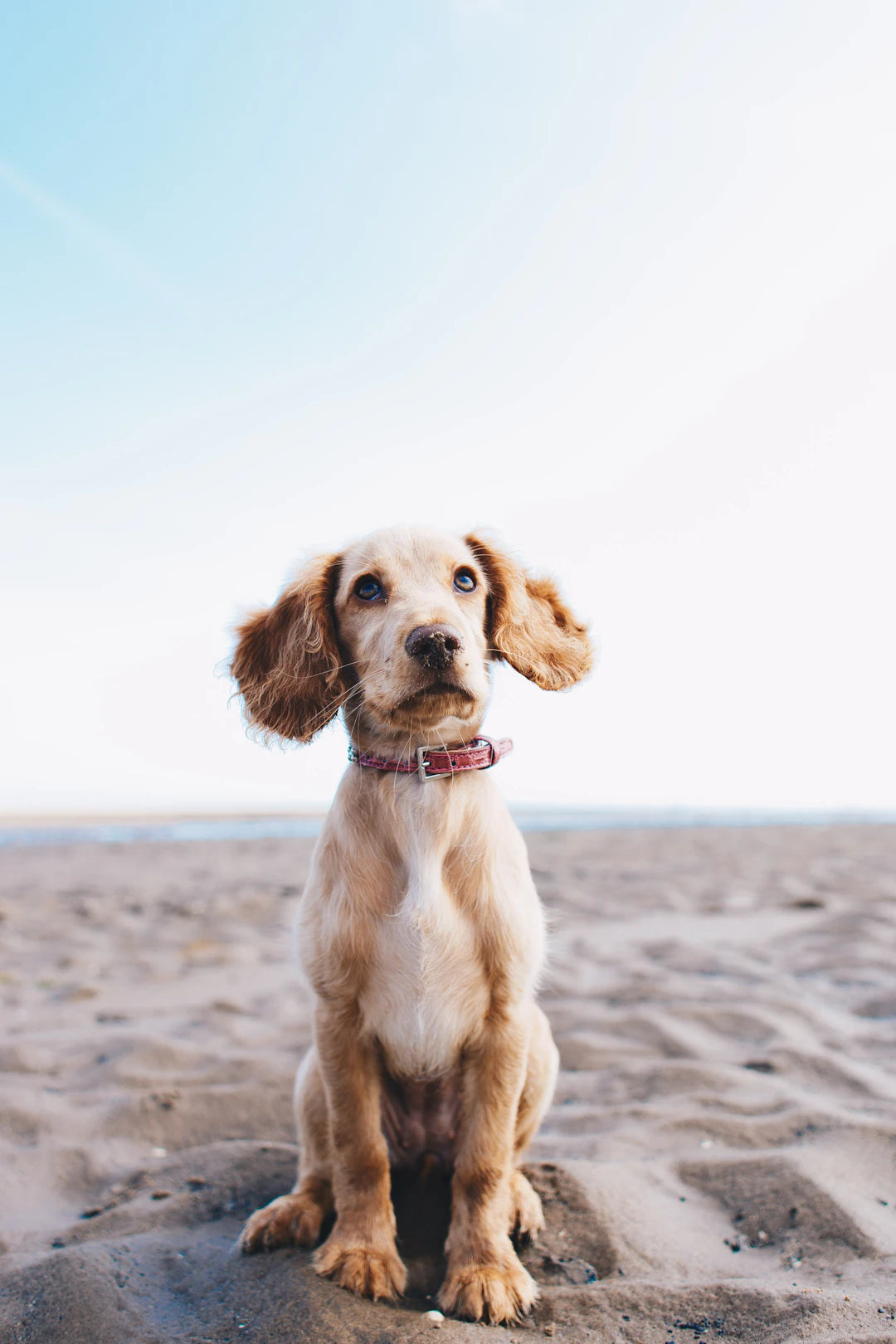 Seasonal Feast Safe Fruits  Veggies for Your Pets
