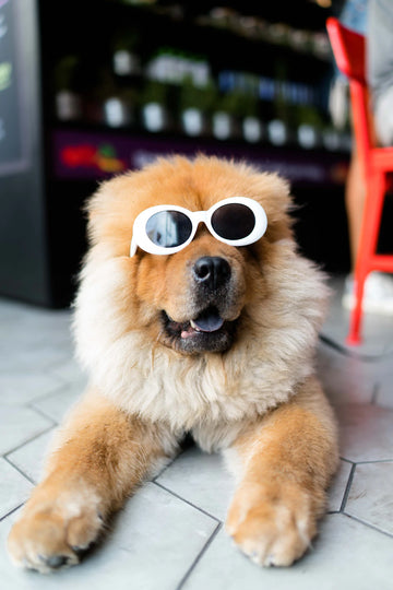 Unlocking the Secrets Your Pet's Nutrition Guide