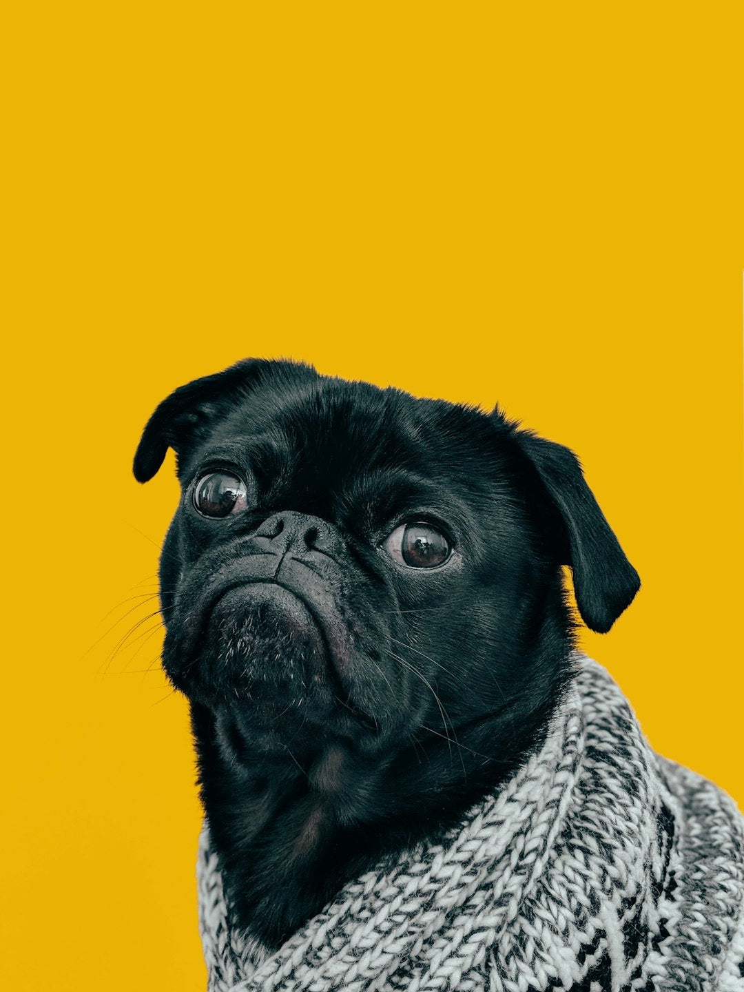 Vitamins and Supplements for Optimal Pet Nutrition