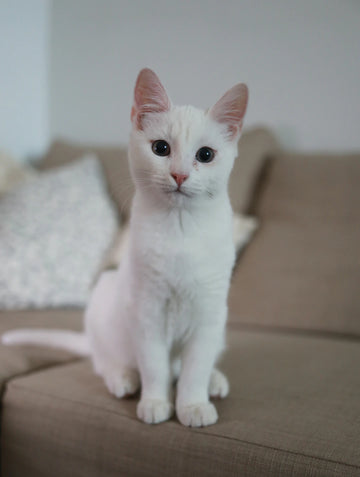 Feeding and Nutrition Tips for Cats Fact vs. Fiction