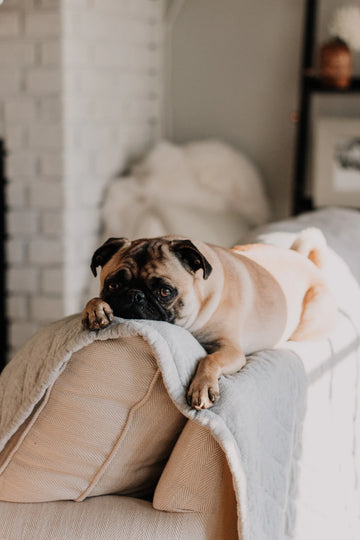 Enhance Your Pet's Health Supplements Made Easy