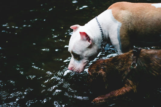 Hydration Basics Keep Your Pet Happy  Healthy