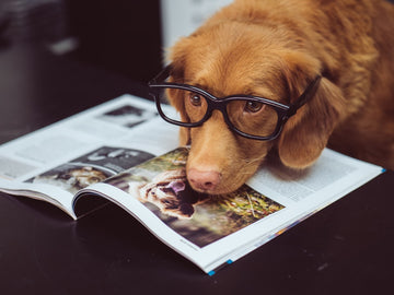 Unleash Summer Fun: Pet-Friendly Beach Activities for Every Paw