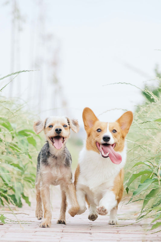 Ideas for DIY Pet-Friendly Backyard Water Fountain