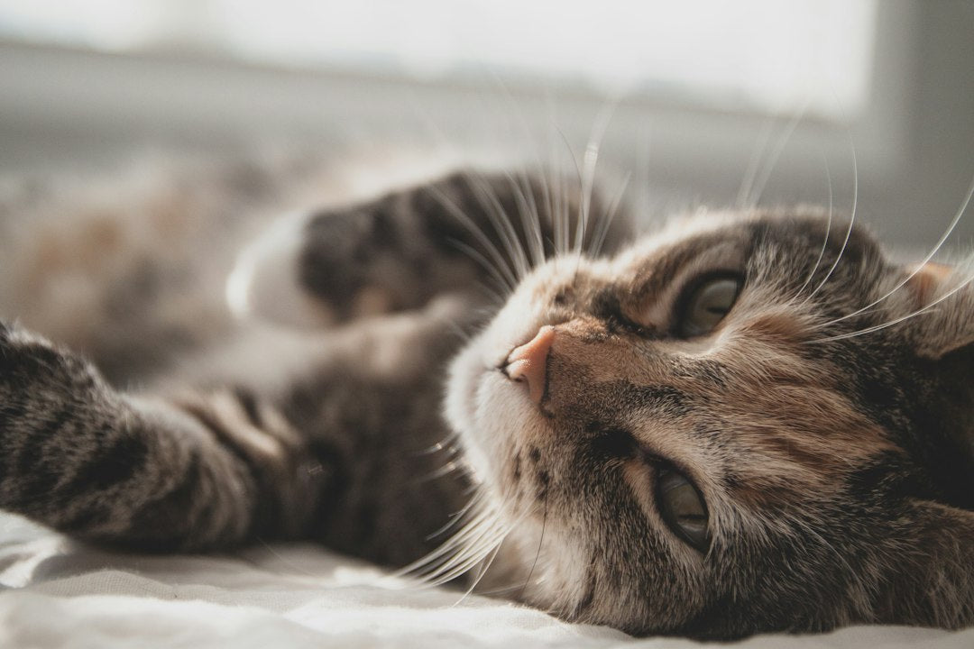 Feeding Guidelines for Puppies and Kittens