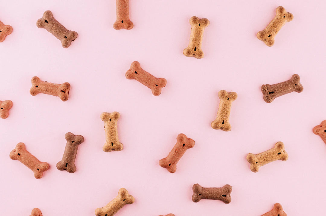 Engaging Plush Toys for Summer Fun with Dogs