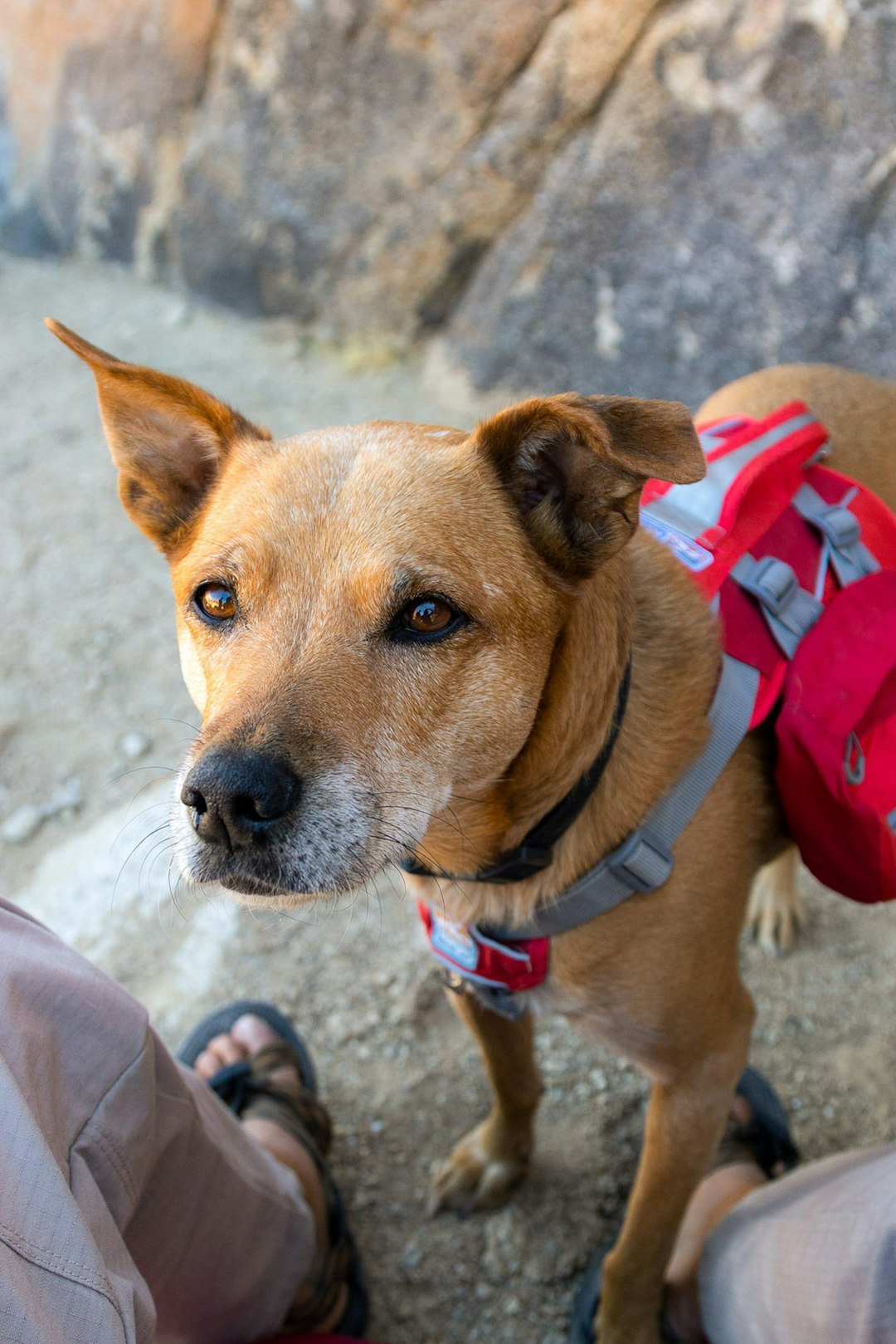 Tips for Camping with Dogs and Cats