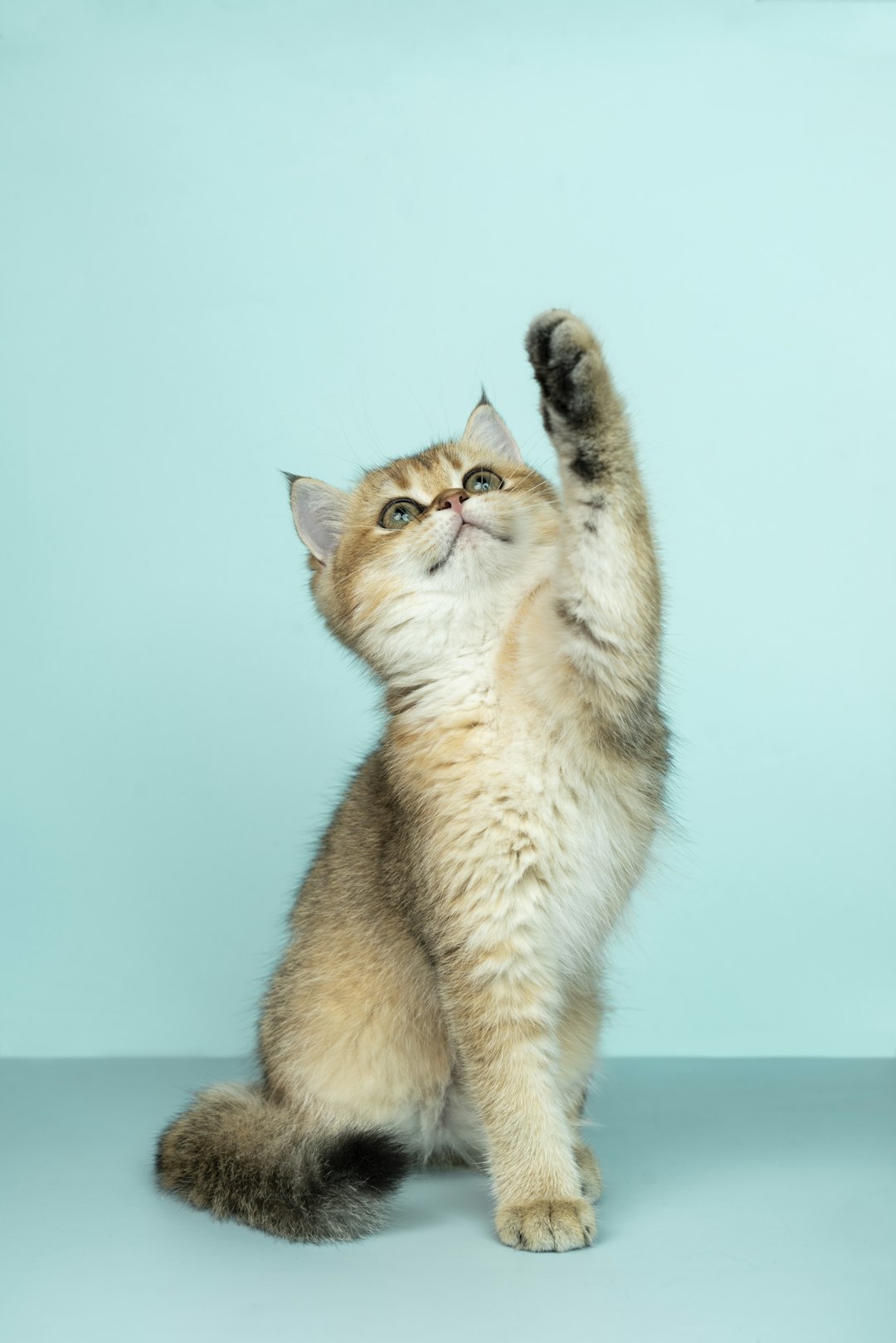 The Truth About Grain-Free Diets for Pets