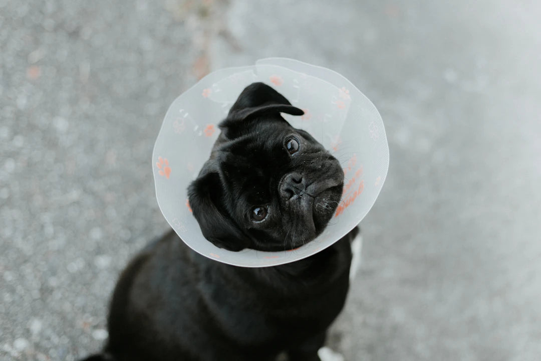 Spotting Food Allergies in Your Pets A Complete Guide