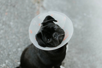 Spotting Food Allergies in Your Pets A Complete Guide