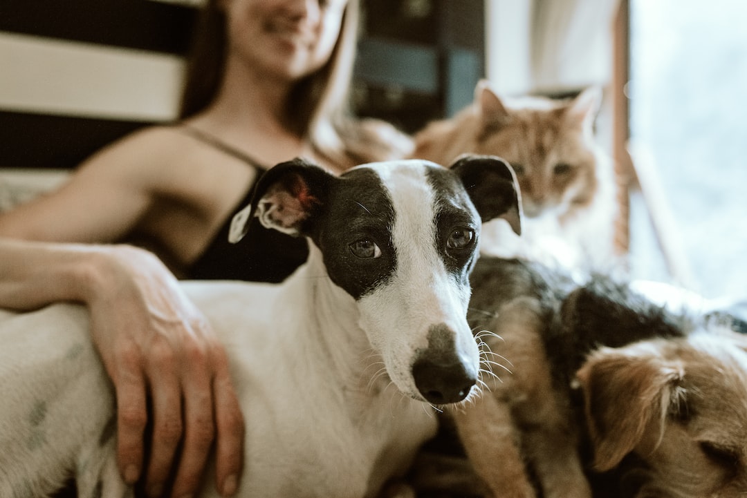 Unlocking the Secrets of Understanding the Nutritional Needs of Dogs and Cats
