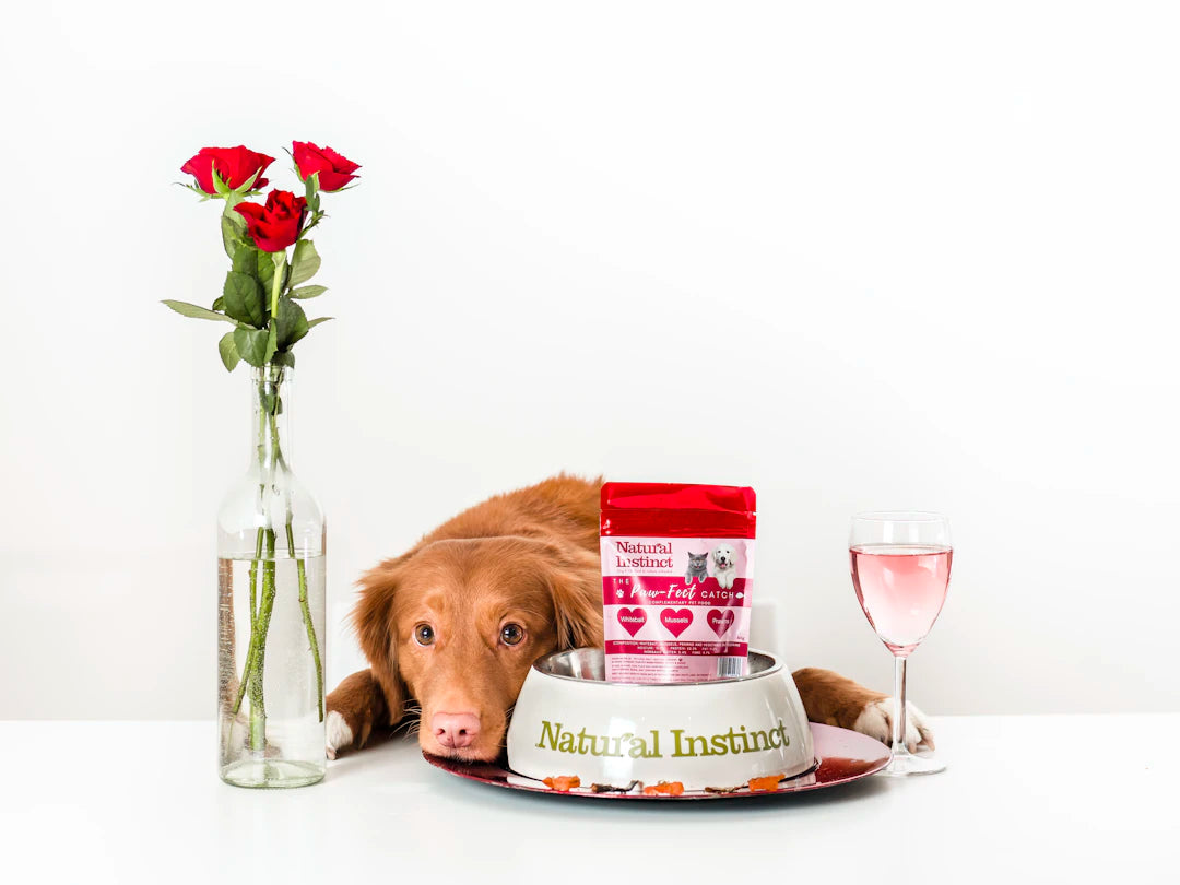 Smart Nutrition for Senior Pets Key Considerations