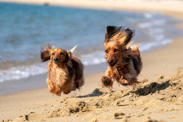 Fun Summer Activities to Enjoy with Your Dog