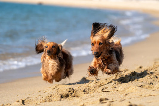 Fun Summer Activities to Enjoy with Your Dog