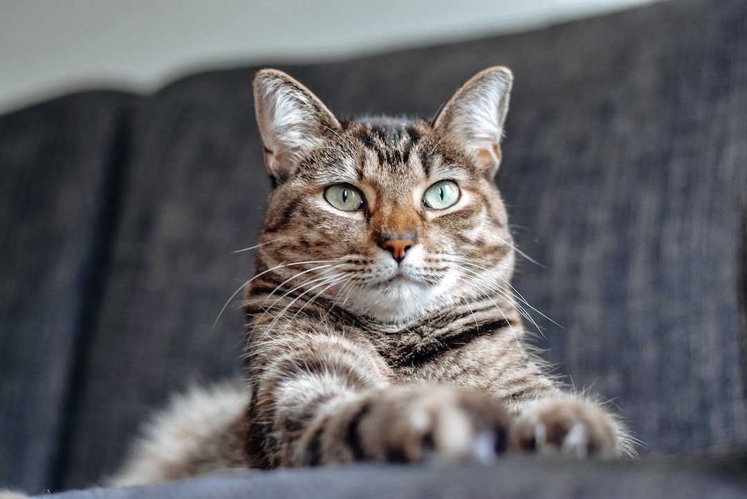 The Importance of a Balanced Diet for Your Pet's Health