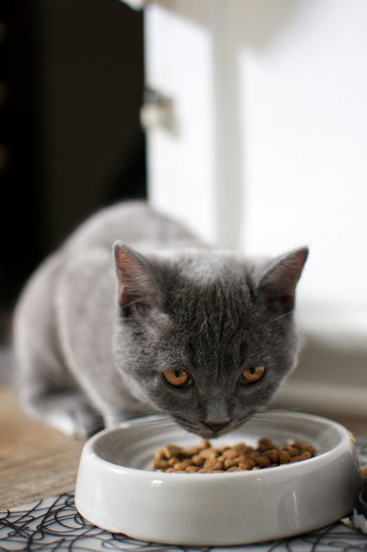 The Power of Protein: Understanding the Role of Protein in Your Pet's Diet
