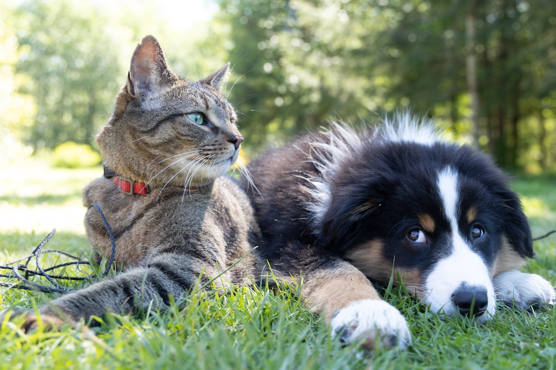 Playdates for Paws: The Ultimate Guide to Organizing a Dog and Cat Playdate