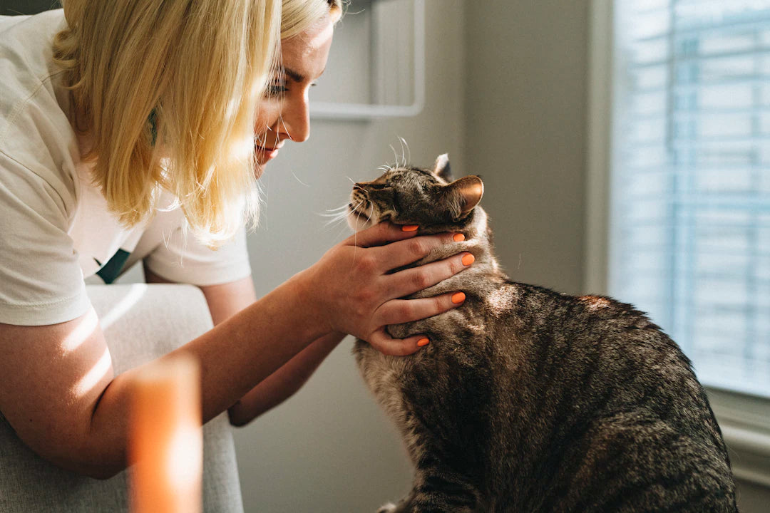 Understanding Weight Management in Pets
