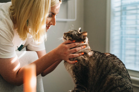 Understanding Weight Management in Pets