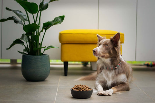 Choosing the Right Pet Food: A Guide to Keeping Your Furry Friend Healthy