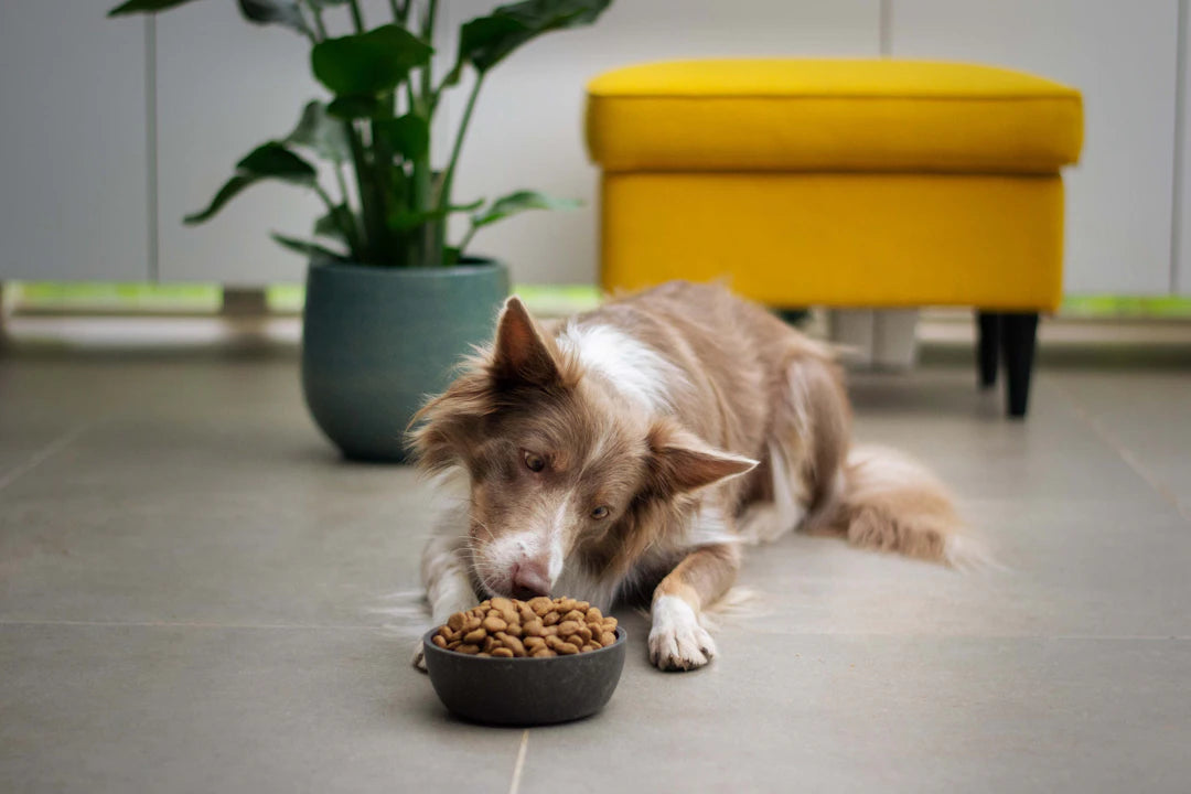 Raw Feeding The Key to Happy, Healthy Pets