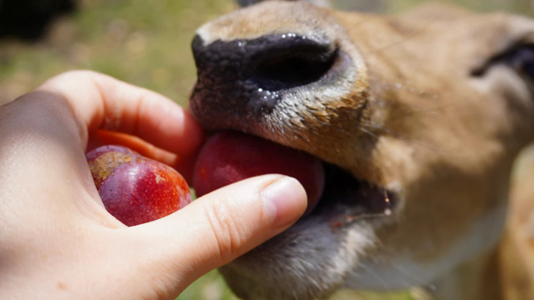 The Power of Portion Control in Pet Feeding