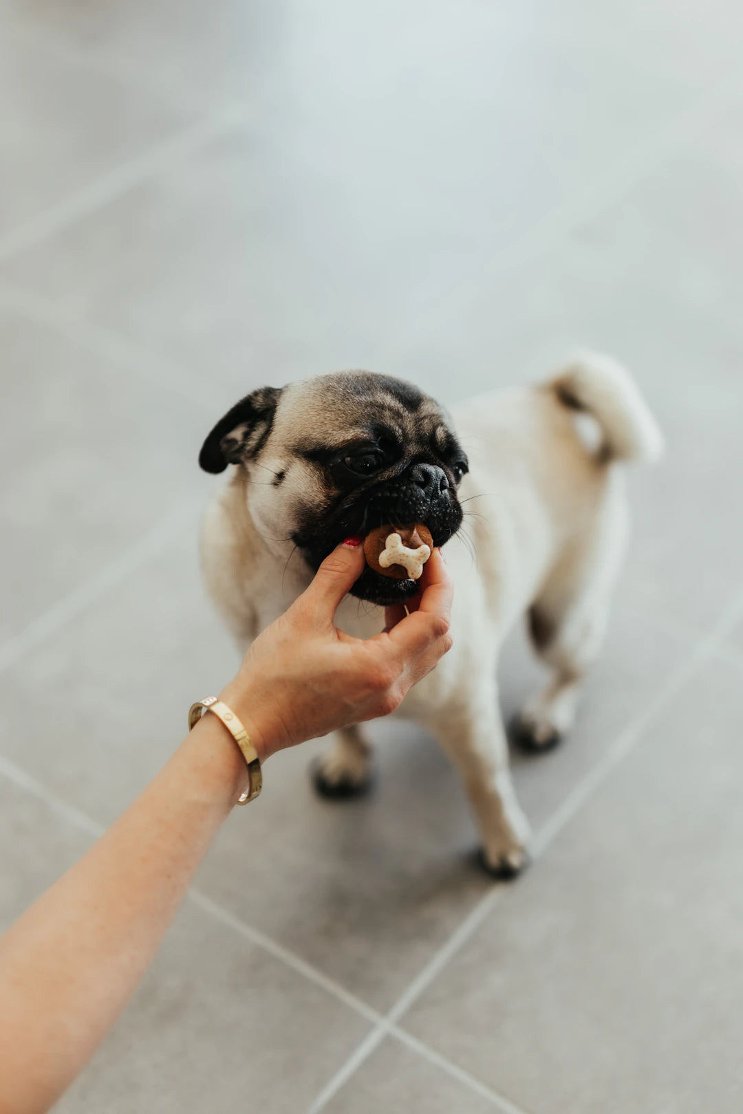 Choosing the Perfect Treats for Your Pets