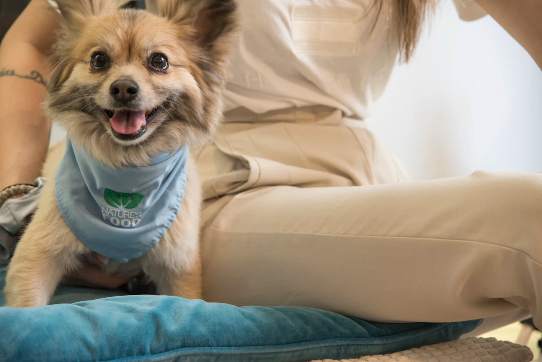 Comfortable Soft Recovery Collars for Pet Healing