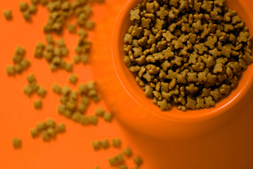 The Link Between Diet and Pet Behavior Unveiled