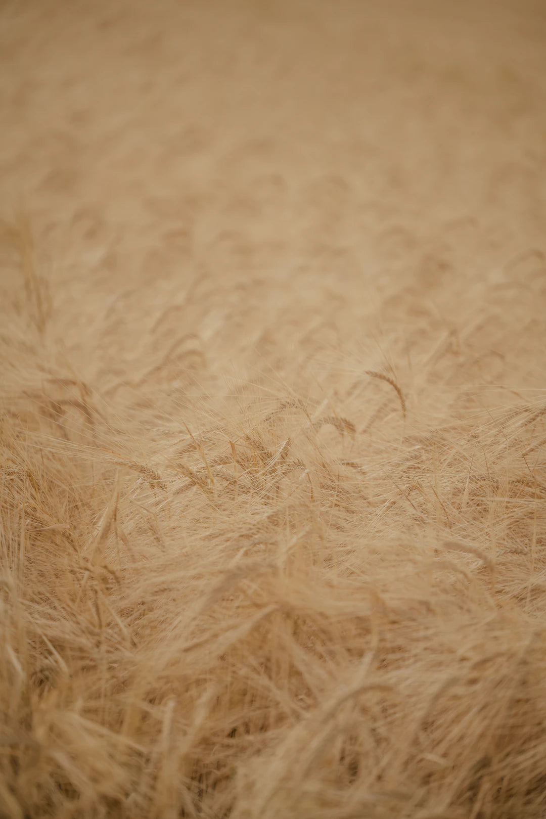 Understanding the Essential Role of Fiber in Pet Diets