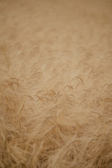 Understanding the Essential Role of Fiber in Pet Diets